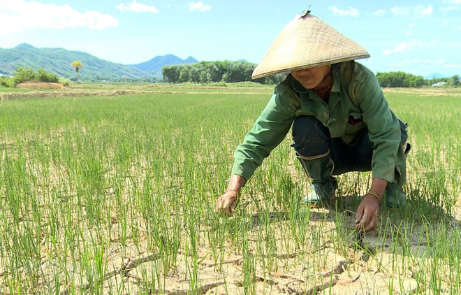 South-central region adjusts farming schedules amid severe drought ảnh 1 South-central region adjusts farming schedules amid severe drought ảnh 1