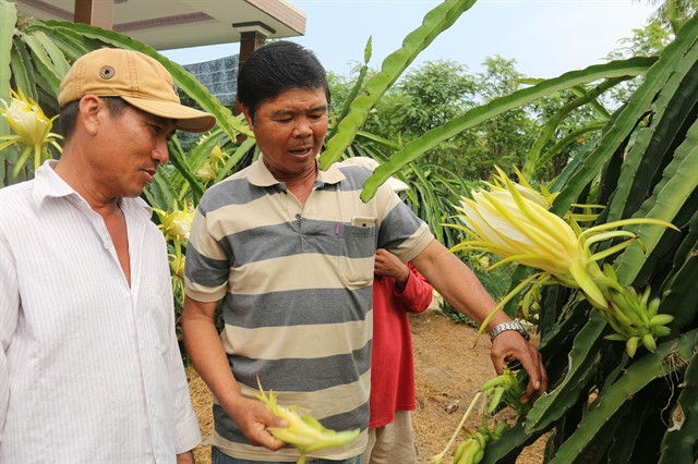 In climate change-hit Tien Giang, rice farmers switch to fruits, vegetables ảnh 1