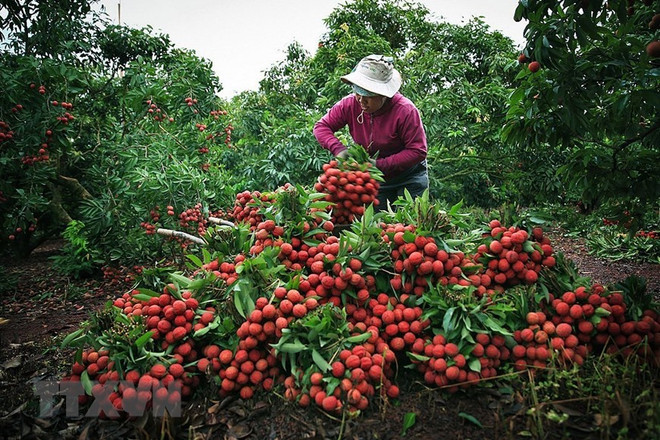 Bac Giang to host lychee trade promotion teleconference next month ảnh 1