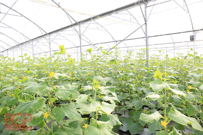 Bac Giang: Sci-tech application to promote socio-economic development ảnh 1