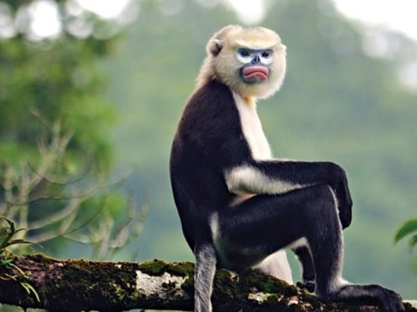 Ha Giang makes progress in Tonkin snub-nosed monkey conservation ảnh 1