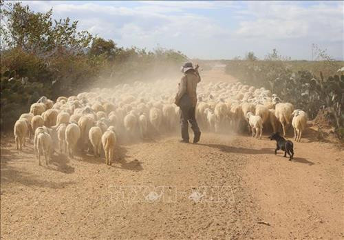 Ninh Thuan livestock farmers struggle to feed animals due to drought ảnh 1 Ninh Thuan livestock farmers struggle to feed animals due to drought ảnh 1