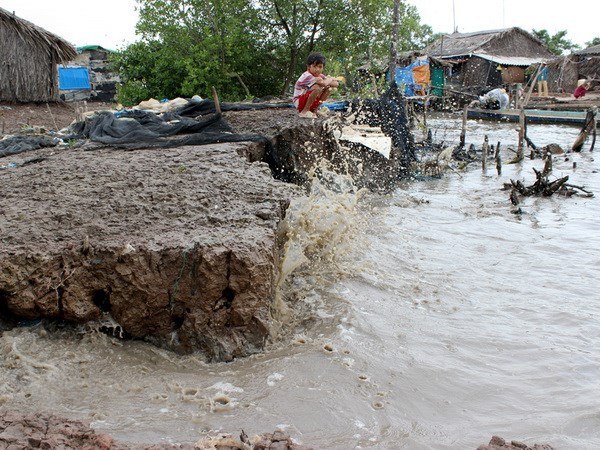 Ca Mau needs more capital for coastal dyke construction ảnh 1