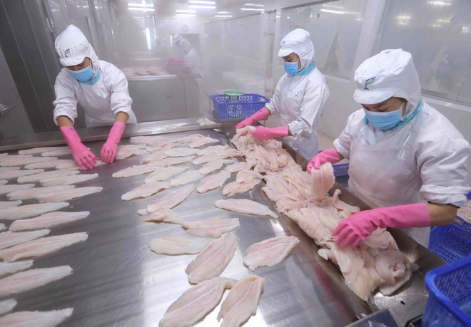 Japan among top 10 importers of Vietnam’s tra fish for first time ảnh 1 Japan among top 10 importers of Vietnam’s tra fish for first time ảnh 1