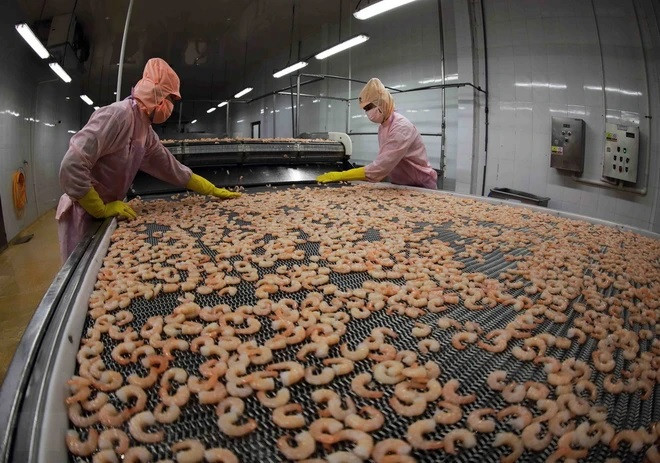 Shrimp producers, exporters earn big from deep processing ảnh 1