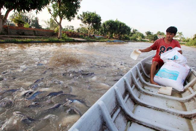 Tra fish production shifts towards sustainable supply chain ảnh 1