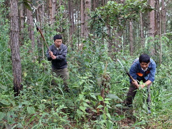 JICA-funded project to help develop sustainable forest in northwest ảnh 1