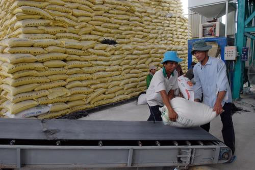 Advanced post-harvest rice technologies introduced ảnh 1 Advanced post-harvest rice technologies introduced ảnh 1