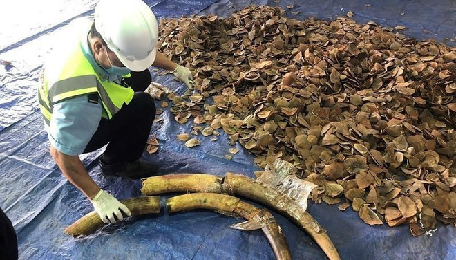 Six tonnes of ivory and pangolin scales seized at Tien Sa port ảnh 1 Six tonnes of ivory and pangolin scales seized at Tien Sa port ảnh 1