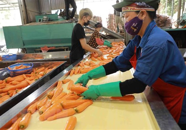 Hai Duong ships abroad first 250 tonnes of carrots in 2022 ảnh 1
