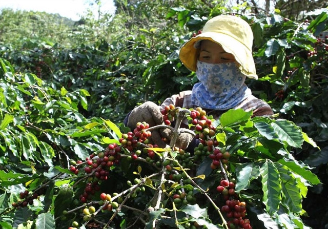 Coffee industry targets 6-billion-USD export value in 2030 ảnh 1