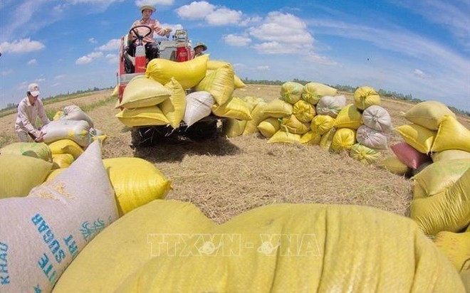 EU remains highly potential importer of Vietnamese rice ảnh 1 EU remains highly potential importer of Vietnamese rice ảnh 1