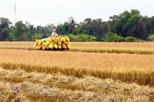 Mekong Delta set to become agricultural economic hub by 2030 ảnh 1