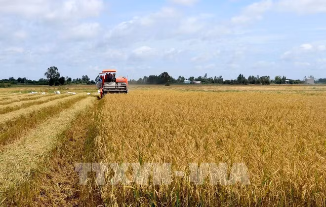 Agricultural sector flexibly adapts to COVID-19 to grow further ảnh 1