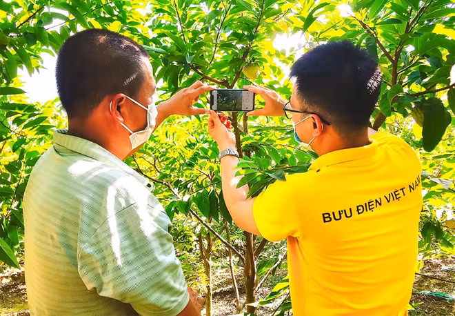 Postal service suppliers give helpful hand to farmers in online trade ảnh 2