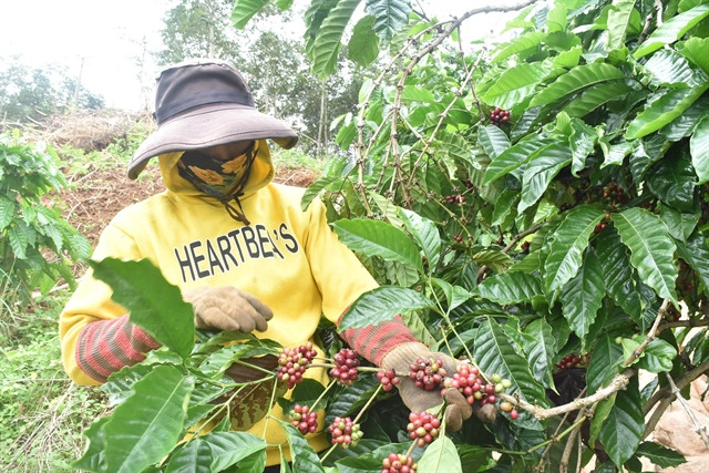 Tay Nguyen coffee growers embrace sustainable models ảnh 1 Tay Nguyen coffee growers embrace sustainable models ảnh 1