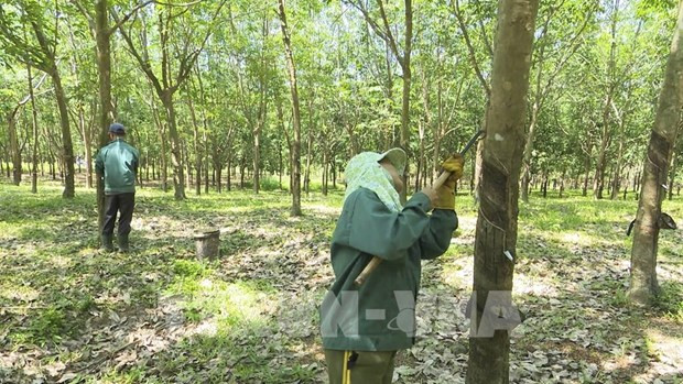 Rubber industry forecast to continue seeing bright prospects this year ảnh 1 Rubber industry forecast to continue seeing bright prospects this year ảnh 1