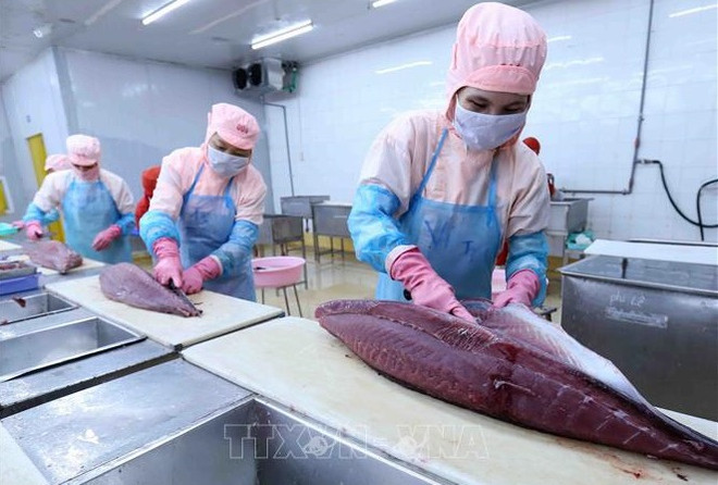 Catalyst for growth of Vietnam’s tuna exports ảnh 1 Catalyst for growth of Vietnam’s tuna exports ảnh 1