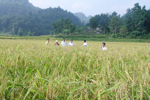 Bac Kan announces its sticky rice trademark ảnh 1 Bac Kan announces its sticky rice trademark ảnh 1