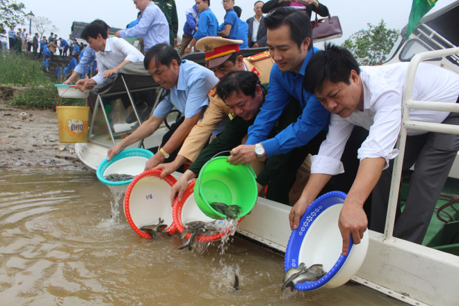 Young shrimps, fish released for aquatic resources ảnh 1
