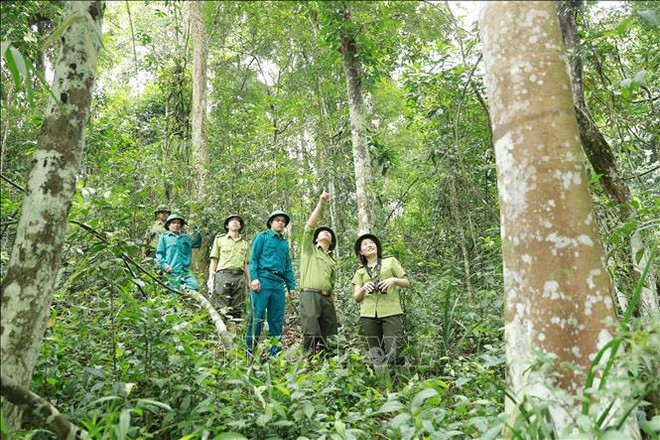 Forestry production value targeted to grow 5.5% annually in next five years ảnh 2