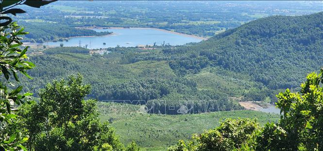 Forestry production value targeted to grow 5.5% annually in next five years ảnh 1 Forestry production value targeted to grow 5.5% annually in next five years ảnh 1