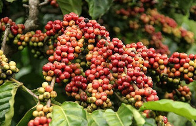 Coffee output to near last crop’s yield ảnh 1