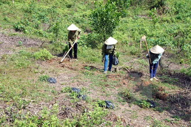 Thua Thien – Hue develops sustainable afforestation ảnh 1