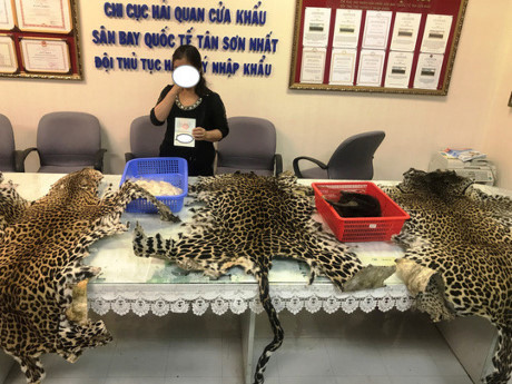 Wildlife products seized at Tan Son Nhat Airport ảnh 1