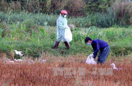 New avian flu outbreaks in Dak Lak, Dak Nong ảnh 1 New avian flu outbreaks in Dak Lak, Dak Nong ảnh 1