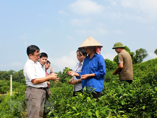 Germany helps Tra Vinh build modern cooperative models ảnh 1