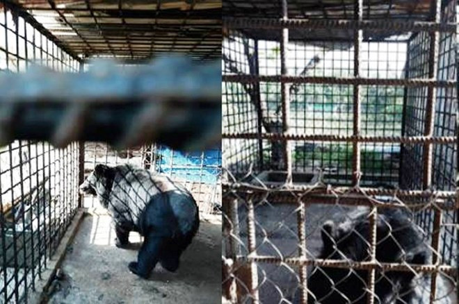 Can Tho reports no bears in captivity ảnh 1