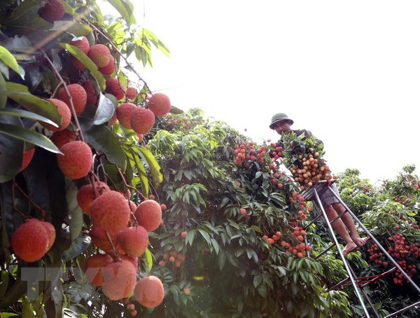 Festival promotes consumption of Thanh Ha litchi ảnh 1 Festival promotes consumption of Thanh Ha litchi ảnh 1