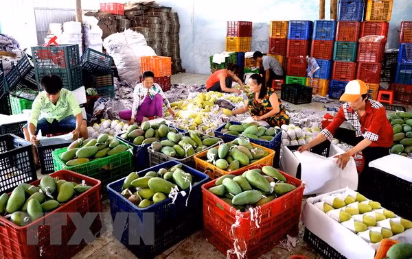 Vietnam’s fruit, vegetables export sees impressive growth ảnh 1