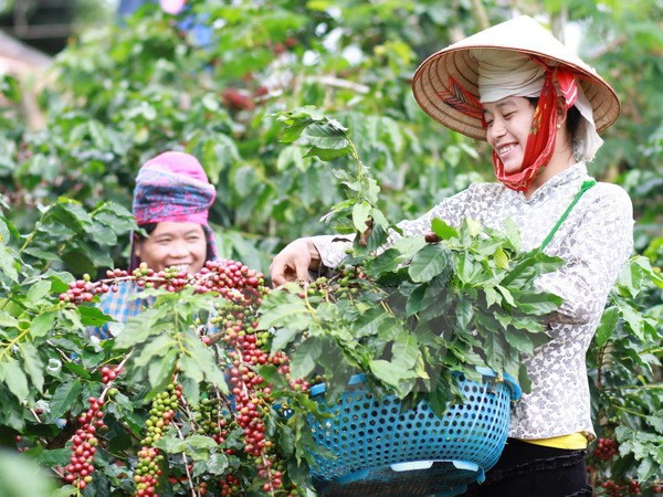  Coffee output likely to fall by 20 percent ảnh 1