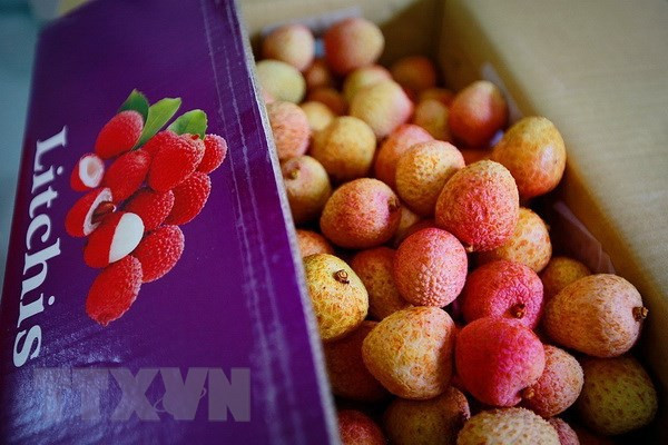 Efforts underway to export 100 tonnes of lychees to Australia ảnh 1