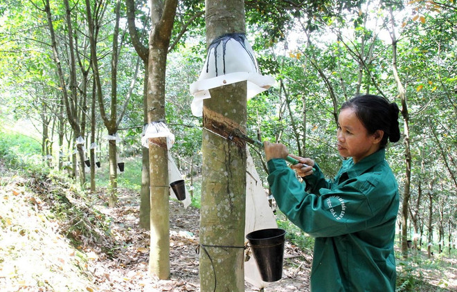 Vietnam’s rubber export value sees surge in four months ảnh 1 Vietnam’s rubber export value sees surge in four months ảnh 1