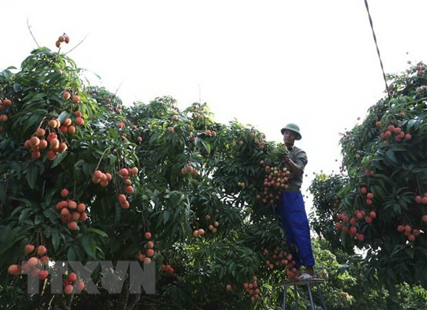 Thanh Ha lychees now available on Lazada ảnh 1 Thanh Ha lychees now available on Lazada ảnh 1
