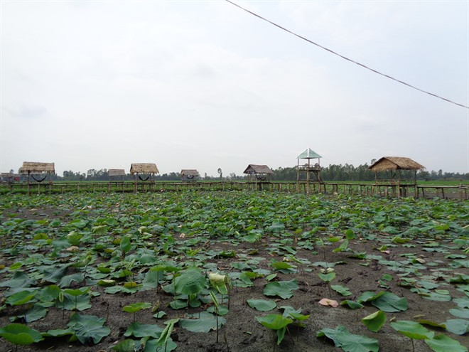 Delta seeks to improve water retention through flood-based livelihoods ảnh 1 Delta seeks to improve water retention through flood-based livelihoods ảnh 1