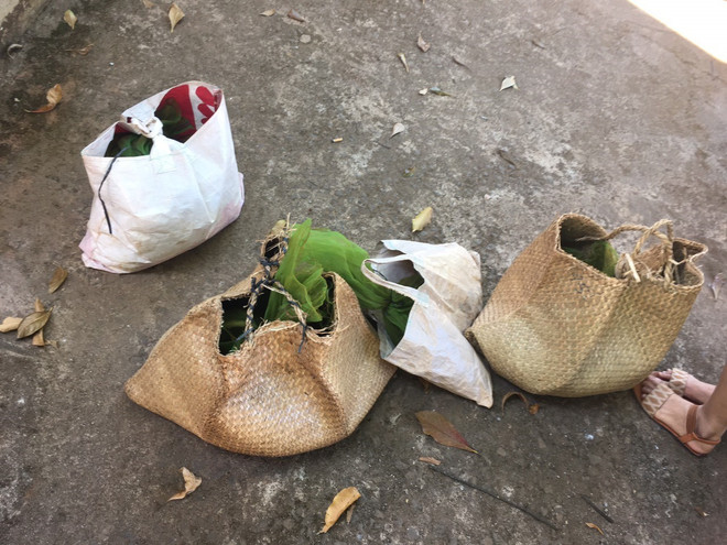 Binh Phuoc seizes rare civets transported from Cambodia ảnh 1