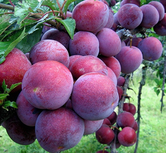 Plum picking festival starts in Moc Chau Plateau ảnh 1