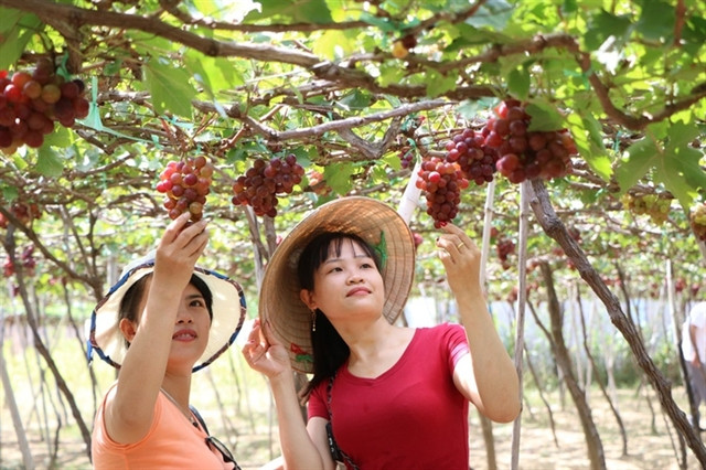Ninh Thuan to hold biennial grape-wine festival in June ảnh 1 Ninh Thuan to hold biennial grape-wine festival in June ảnh 1