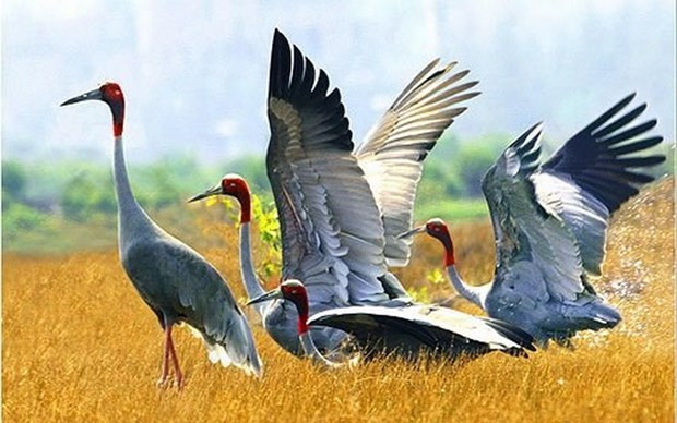 Dong Thap rolls out measures to preserve, develop red-headed crane population ảnh 1