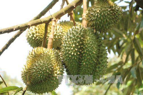 Vietnam’s Ri6 durian now available in UK ảnh 1