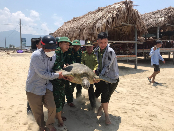 Large turtle caught and released back to natural habitat ảnh 1 Large turtle caught and released back to natural habitat ảnh 1