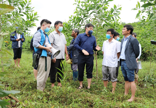Ministry targets 20 percent rise in planted trees in 2022 ảnh 1