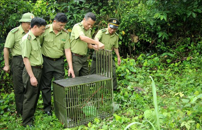 Ten monkeys released into the wild at Bai Tu Long National Park ảnh 1