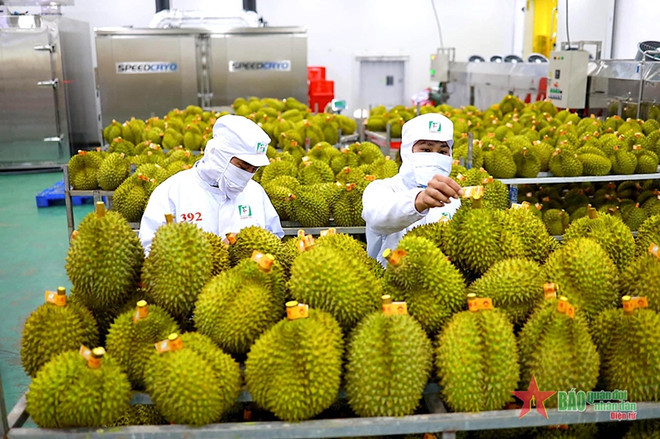 Producers advised to improve quality of products to fully tap Chinese market ảnh 2 Producers advised to improve quality of products to fully tap Chinese market ảnh 2