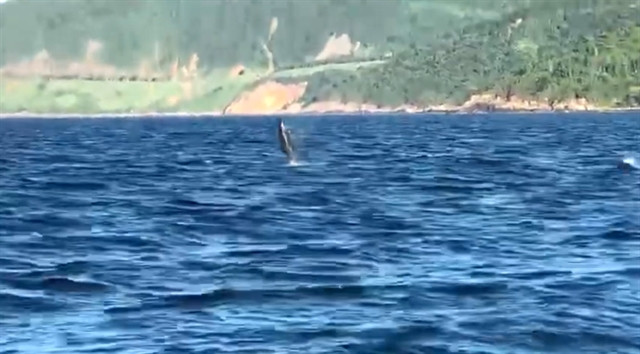 Dolphins spotted off Da Nang coast ảnh 1