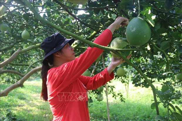 Four pomelo planting areas in Ba Ria-Vung Tau licensed to export pomelo to US ảnh 2